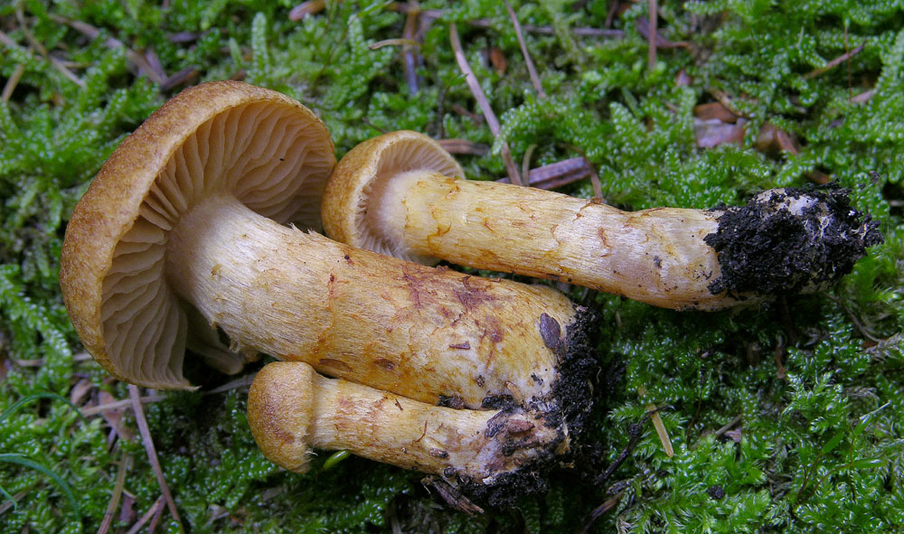 Serie Limonius-Sottosezione Orellani-Cortinarius tophaceus?